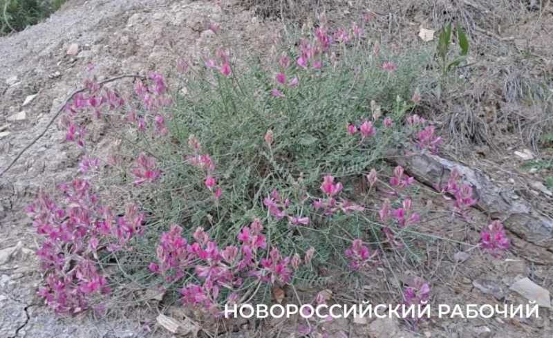 Куда в Новороссийске пойти вечером с пледом и бутербродами