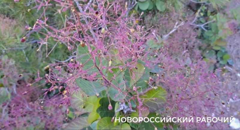 Куда в Новороссийске пойти вечером с пледом и бутербродами