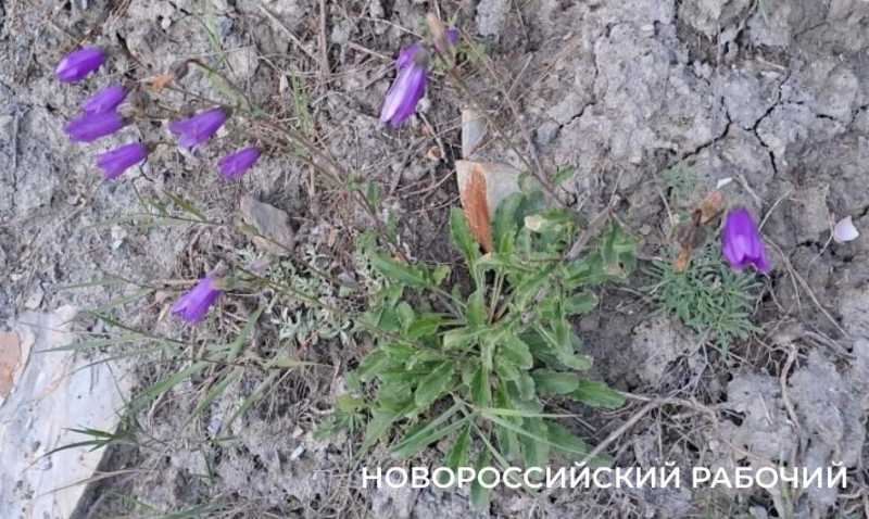 Куда в Новороссийске пойти вечером с пледом и бутербродами