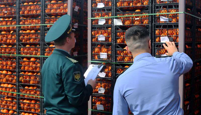 Новороссийская таможня и Россельхознадзор пресекли ввоз 842 тонн санкционных мандаринов