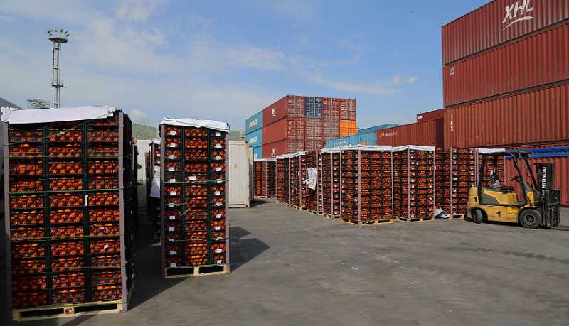 Новороссийская таможня и Россельхознадзор пресекли ввоз 842 тонн санкционных мандаринов