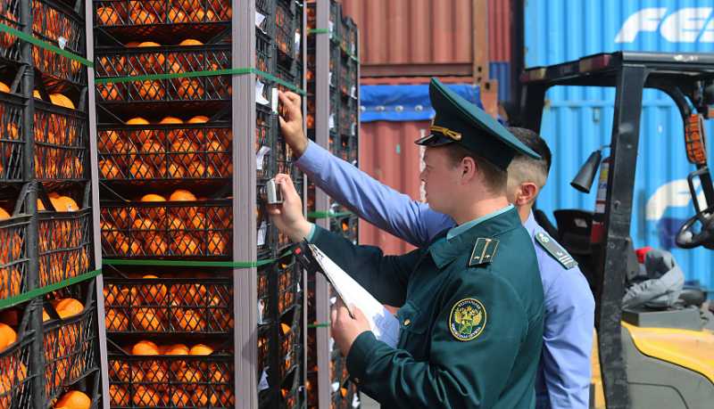 Новороссийская таможня и Россельхознадзор пресекли ввоз 842 тонн санкционных мандаринов