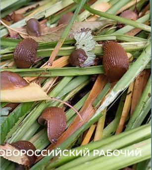 Прожорлив  и не имеет врагов! На Новороссийск наступает испанский слизень