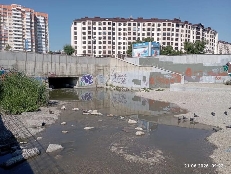 В Новороссийске из ливневки выплывали мертвые рыбешки