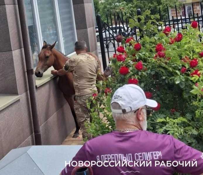 В Новороссийске несколько часов ловили испуганную лошадь