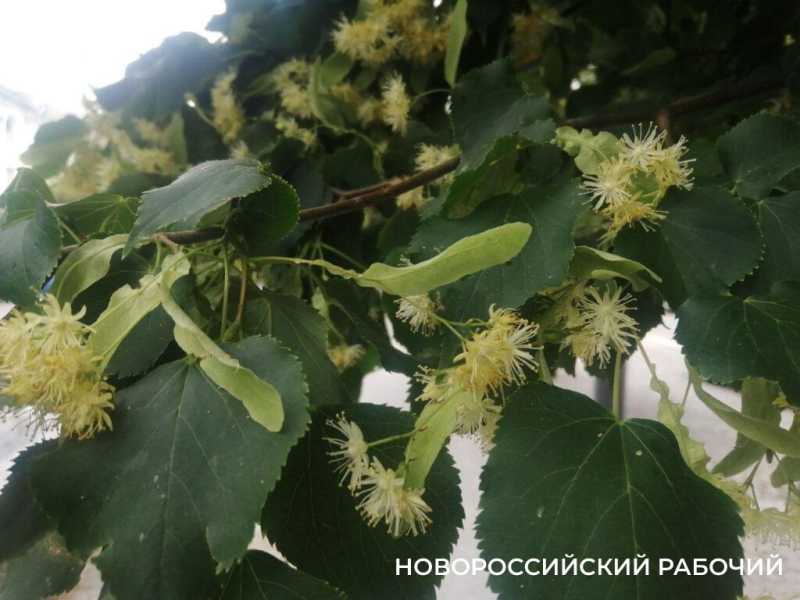 В Новороссийске поклонники народной медицины кинулись собирать липовый цвет для зимней аптечки