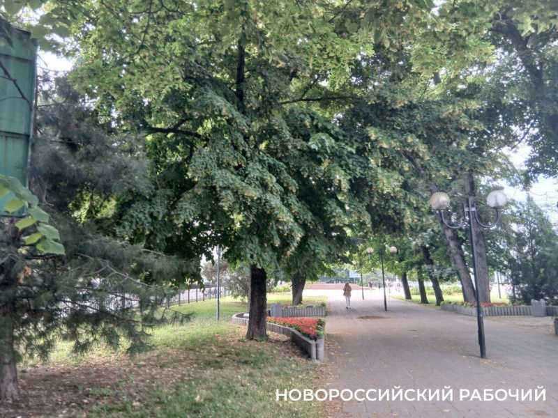 В Новороссийске поклонники народной медицины кинулись собирать липовый цвет для зимней аптечки