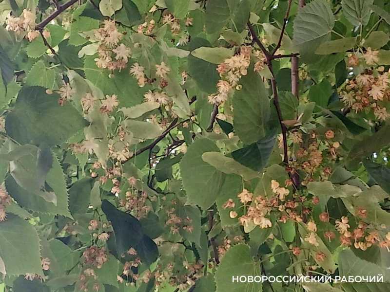 В Новороссийске поклонники народной медицины кинулись собирать липовый цвет для зимней аптечки