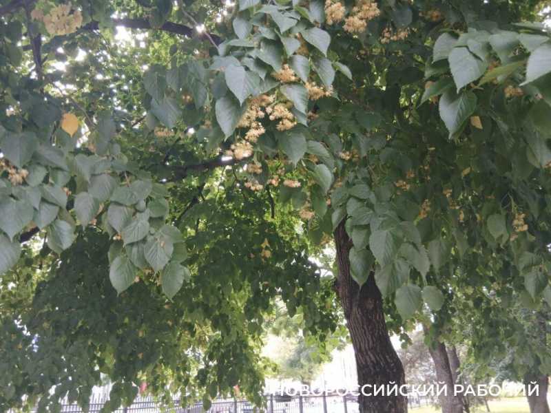 В Новороссийске поклонники народной медицины кинулись собирать липовый цвет для зимней аптечки