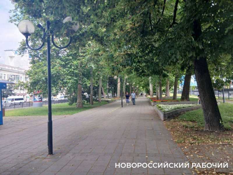 В Новороссийске поклонники народной медицины кинулись собирать липовый цвет для зимней аптечки
