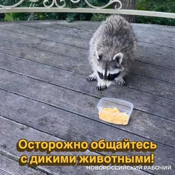 В заведениях Новороссийска рады хамелеонам и еноту