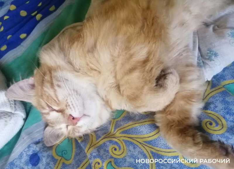 1 августа отмечаем Всемирный День кошек, у которых можно поучиться высыпаться и жить в кайф