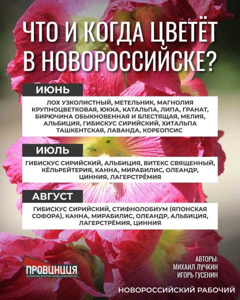 Какие растения в Новороссийске цветут круглый год