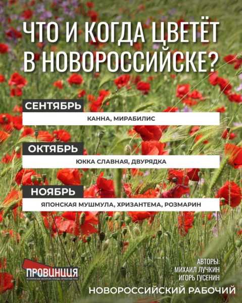 Какие растения в Новороссийске цветут круглый год