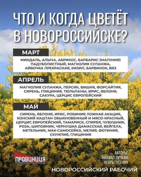 Какие растения в Новороссийске цветут круглый год