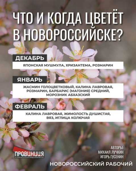 Какие растения в Новороссийске цветут круглый год