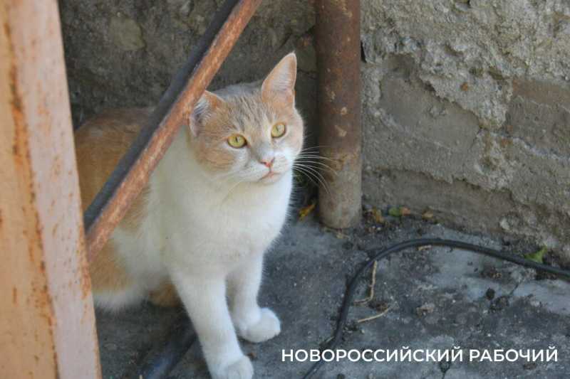 &laquo;Крыша горит, а я котов спасаю&raquo;. Подробности жуткой ночи в Новороссийске