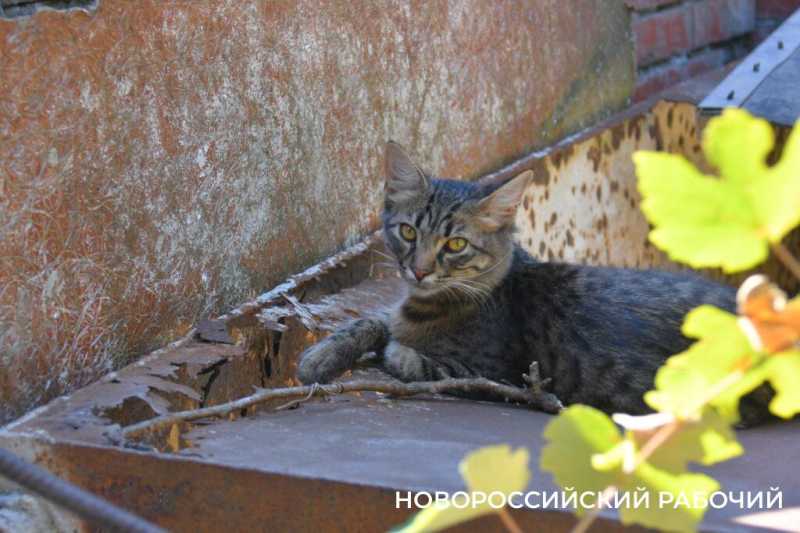 &laquo;Крыша горит, а я котов спасаю&raquo;. Подробности жуткой ночи в Новороссийске