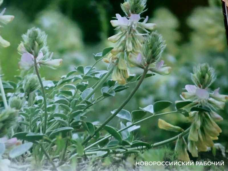 На горных склонах Новороссийска встречается редкое растение со &laquo;стержнем&raquo;