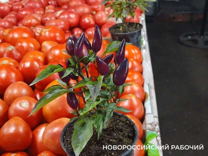 На рынках Новороссийска появился огненный чили в горшках — съедобное украшение для кухни