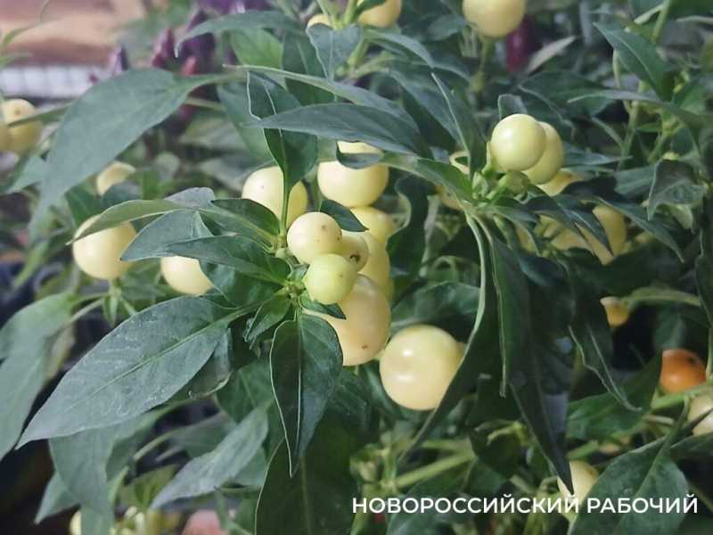 На рынках Новороссийска появился огненный чили в горшках — съедобное украшение для кухни