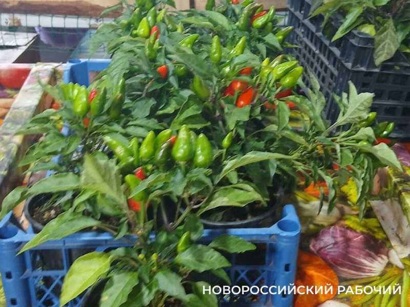 На рынках Новороссийска появился огненный чили в горшках — съедобное украшение для кухни