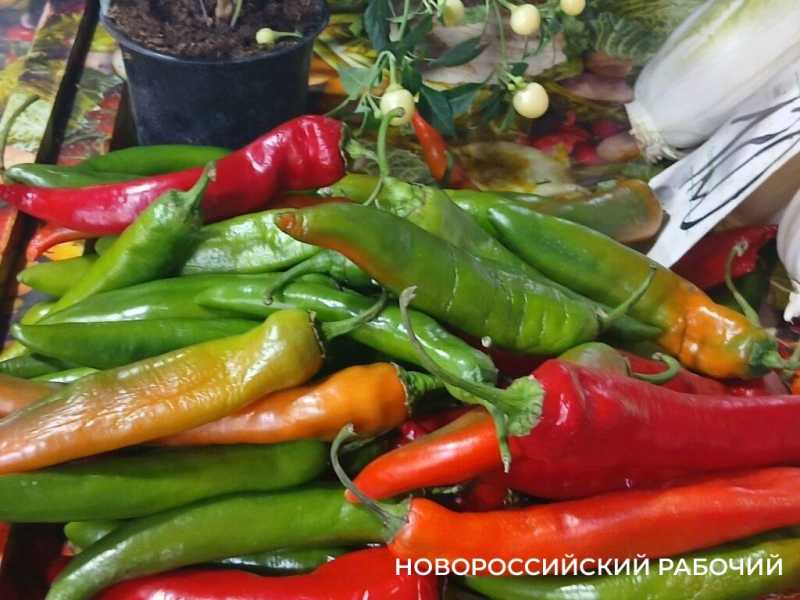 На рынках Новороссийска появился огненный чили в горшках — съедобное украшение для кухни