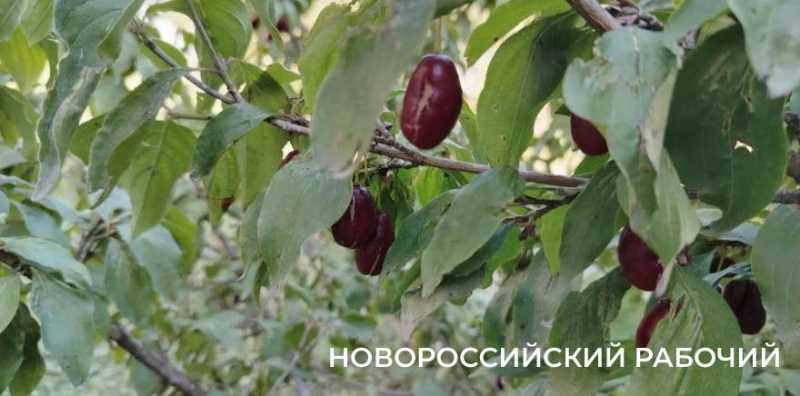 В Новороссийске идет сезон кизила: лесная и садовая ягода дешевеет