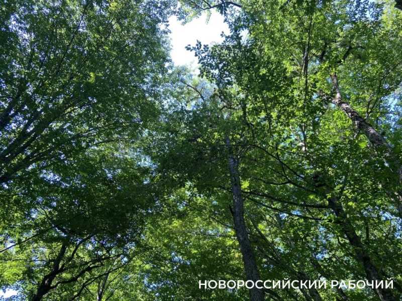 В Новороссийских лесах действует особый противопожарный режим