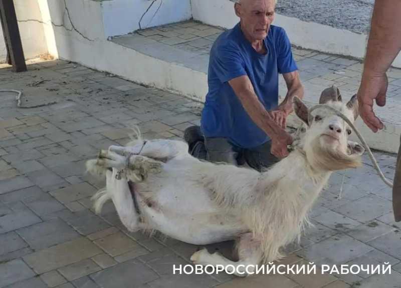 Вот козлы! В заповедных горах Новороссийска идет охота на одичавшее стадо