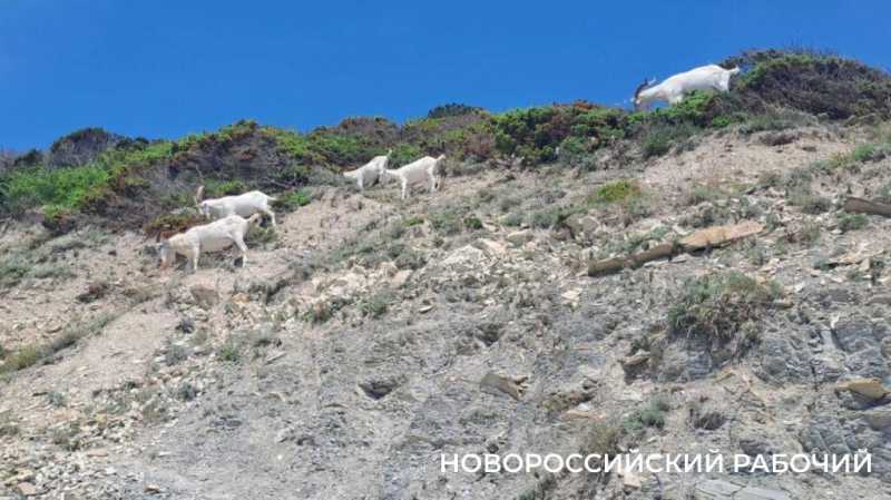 Вот козлы! В заповедных горах Новороссийска идет охота на одичавшее стадо