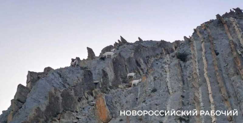 Вот козлы! В заповедных горах Новороссийска идет охота на одичавшее стадо
