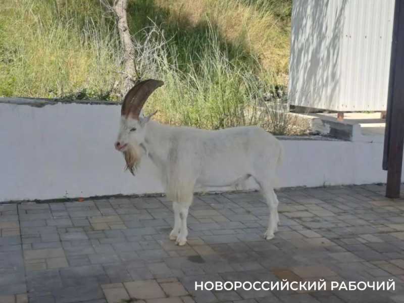 Вот козлы! В заповедных горах Новороссийска идет охота на одичавшее стадо