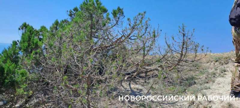 Вот козлы! В заповедных горах Новороссийска идет охота на одичавшее стадо