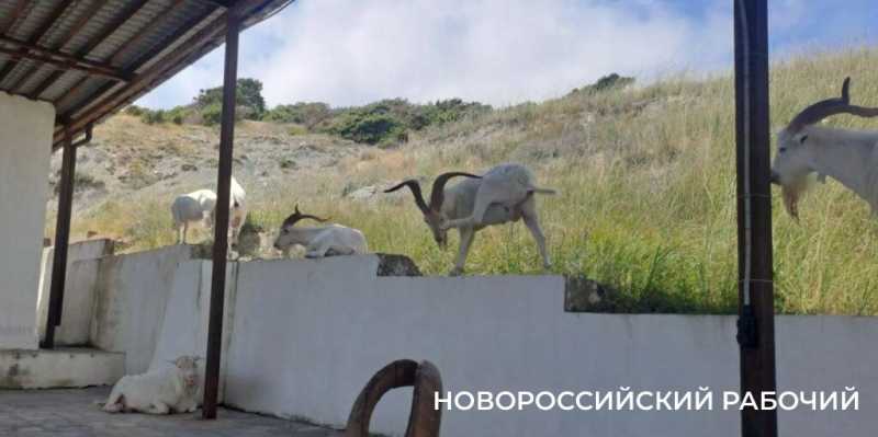 Вот козлы! В заповедных горах Новороссийска идет охота на одичавшее стадо