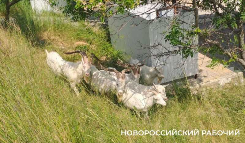 Вот козлы! В заповедных горах Новороссийска идет охота на одичавшее стадо