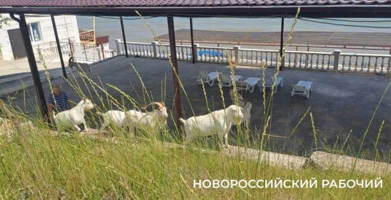 Вот козлы! В заповедных горах Новороссийска идет охота на одичавшее стадо