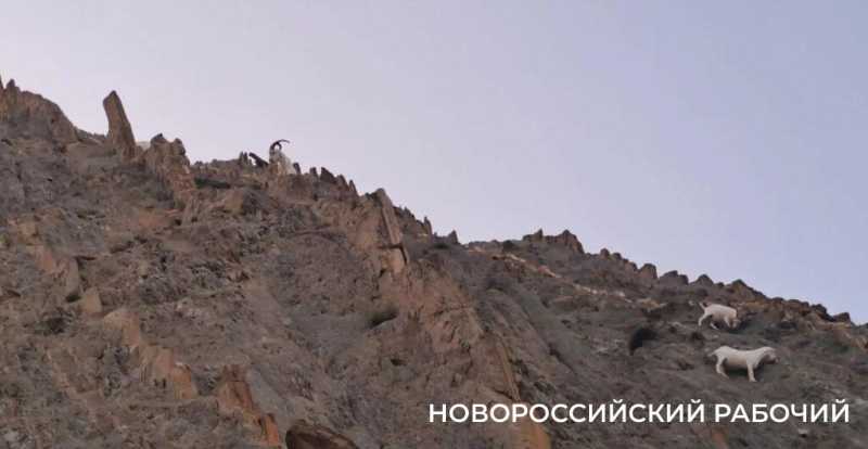 Вот козлы! В заповедных горах Новороссийска идет охота на одичавшее стадо