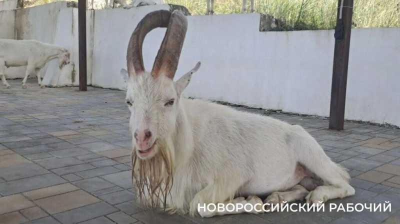 Вот козлы! В заповедных горах Новороссийска идет охота на одичавшее стадо