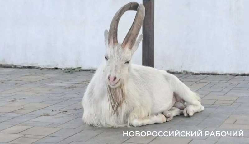 Вот козлы! В заповедных горах Новороссийска идет охота на одичавшее стадо