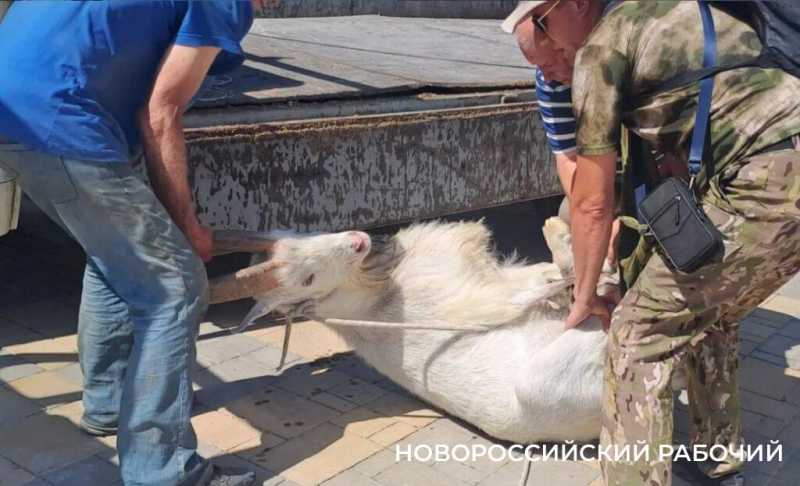 Вот козлы! В заповедных горах Новороссийска идет охота на одичавшее стадо