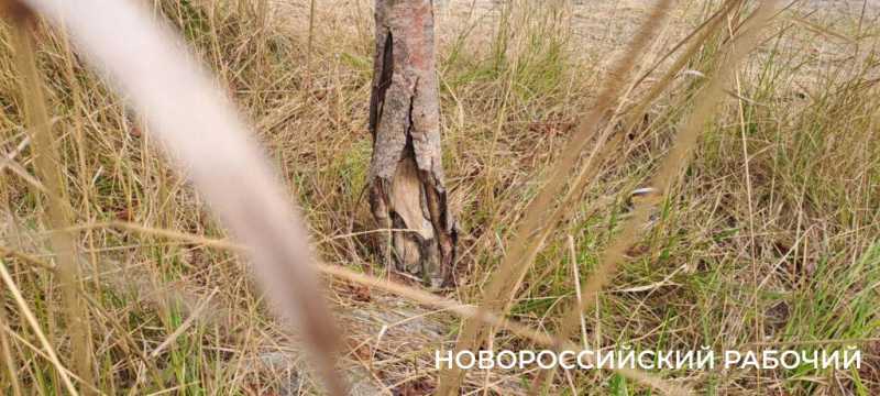 Будущий парк &laquo;Южные пруды&raquo; в Новороссийске пока напоминает пустыню
