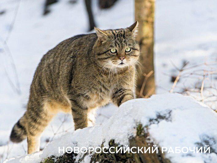 Дикие коты в окрестностях Новороссийска умеют плавать