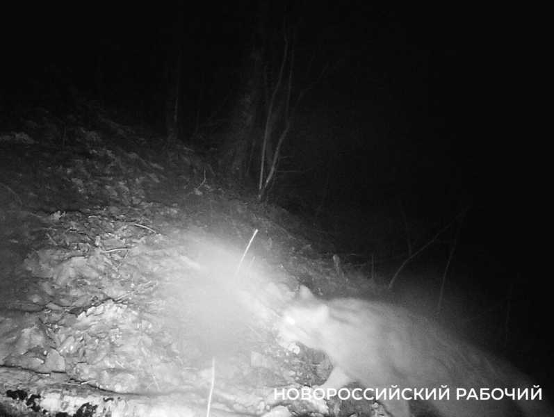 Дикие коты в окрестностях Новороссийска умеют плавать