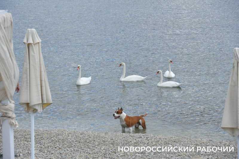 Лето на паузе. В Новороссийске «бархатный сезон» капризничает