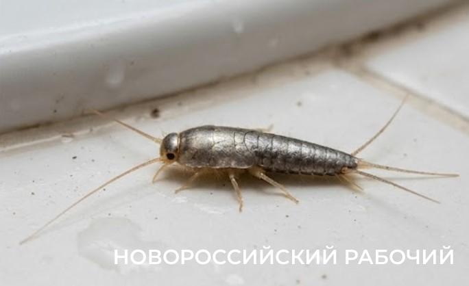 Не просто безобидная букашка: почему появление чешуйниц в ванной &mdash; это тревожный звоночек