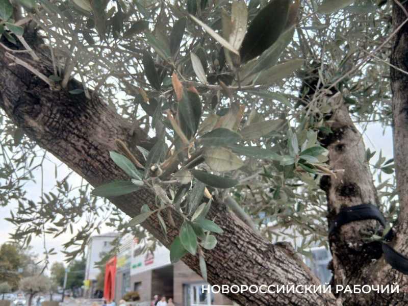 Оливы за 8,8 млн. руб. начали сохнуть на набережной Новороссийска