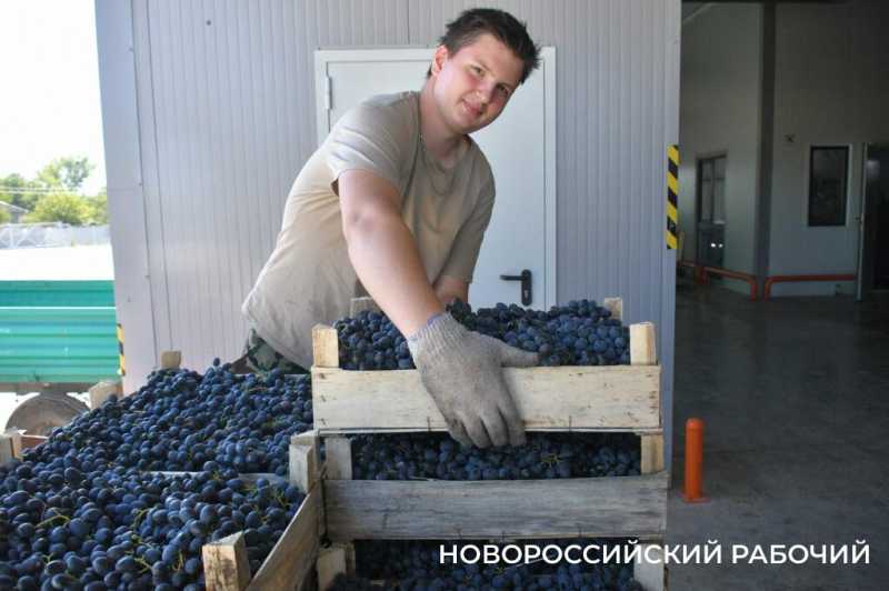 Редкий столовый виноград до магазинов Новороссийска не доходит
