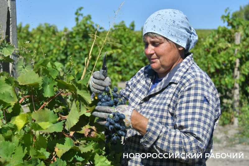 Редкий столовый виноград до магазинов Новороссийска не доходит