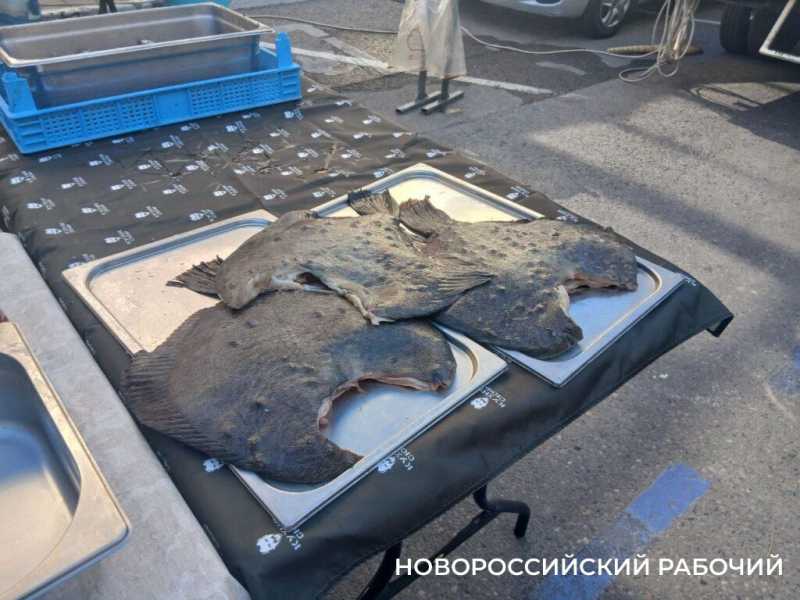 Сначала песня, потом уха! Шеф-повар устроил шоу на ярмарке в Новороссийске